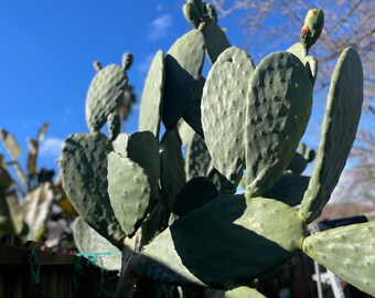 Opuntia ficus indica prickly pear cactus (Spineless/Barbary Fig) pad cutting