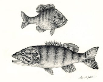 Pescado de agua caliente - lobina y agallas - Pescado de agua dulce - Dibujo. Impresión.