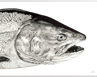 Dibujo a tinta de salmón Chinook - Impresión