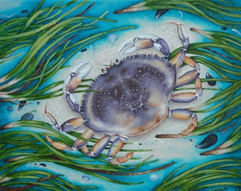 May include: A watercolor painting of a crab in a bed of green seaweed. The crab is purple and orange with a white underbelly. The seaweed is green and brown and the background is blue.