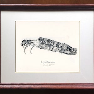 Lepidostoma Nymph - Caddisfly Nymph - Lepidostomatidae, Trichoptera. Macroinvertebrate illustration - print