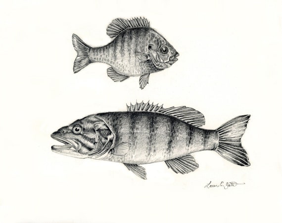 Warmwater Fish Smallmouth Bass and Bluegill Freshwater Fish