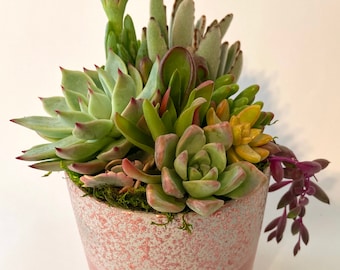Live Succulent ArrangementValentine's DayLove You GiftGirlfriend GiftGift For HerLive SucculentsSympathy GiftSend A Succulent Gift.