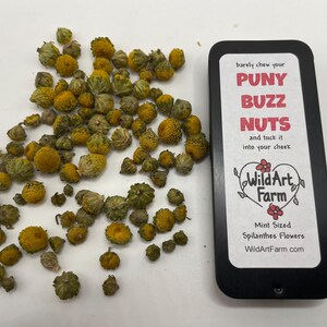 Herbal Buzz Button Mints - PUNY BUZZ NUTS™ breath mint size Organic Spilanthes flowers