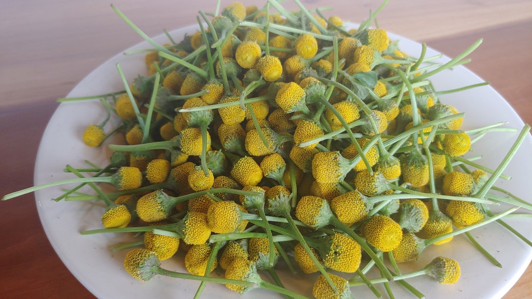 FRESH Buzz Buttons, Spilanthes Buds, Edible Flowers, Free Shipping Etsy