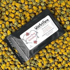Organic Buzz Buttons: Herbal Cocktail Garnish Edible Spilanthes Flowers