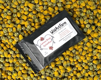 Organic Buzz Buttons: Herbal Cocktail Garnish Edible Spilanthes Flowers