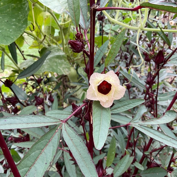 Early Hibiscus Seeds - 25 Seeds Hibiscus Sabdariffa Roselle