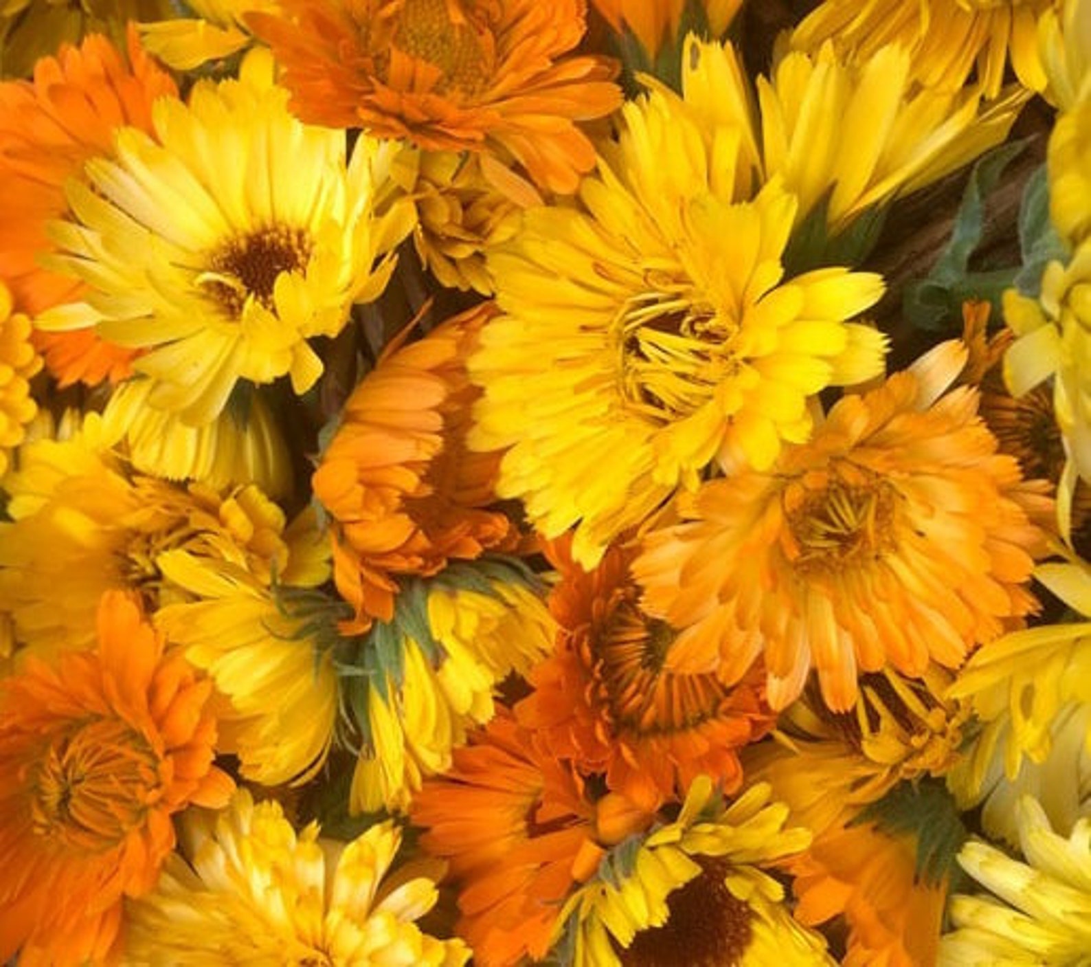 Calendula Flowers Dried Whole Pesticide Free | Etsy