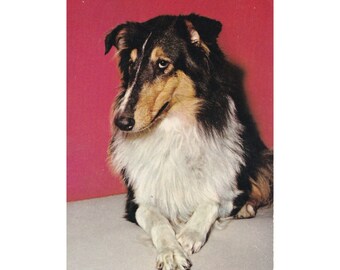 Unused vintage kitsch photo postcard - Collie Dog - Krüger Color