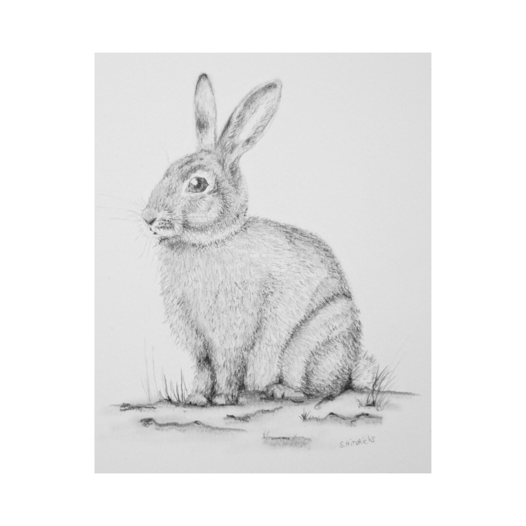A5 Rabbit Hand-drawn Rabbit – Original Pencil Artwork, Unique Piece, DIN A5 - Etsy