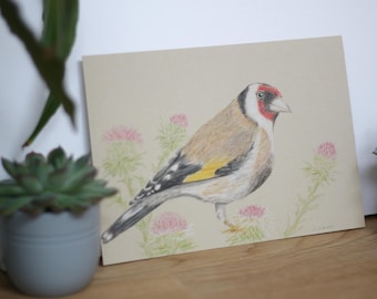 Original Distelfink (Stieglitz) Gemälde – Buntstift Zeichnung A5 – realistische Vogel Kunst – handgemaltes Tierbild