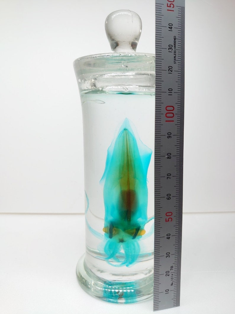 Diaphonized specimen. A transparent and stained Etsy