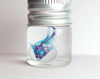 Diaphonized specimen. Diaphonized Puffer fish. Balloon fish. Skeleton.　　