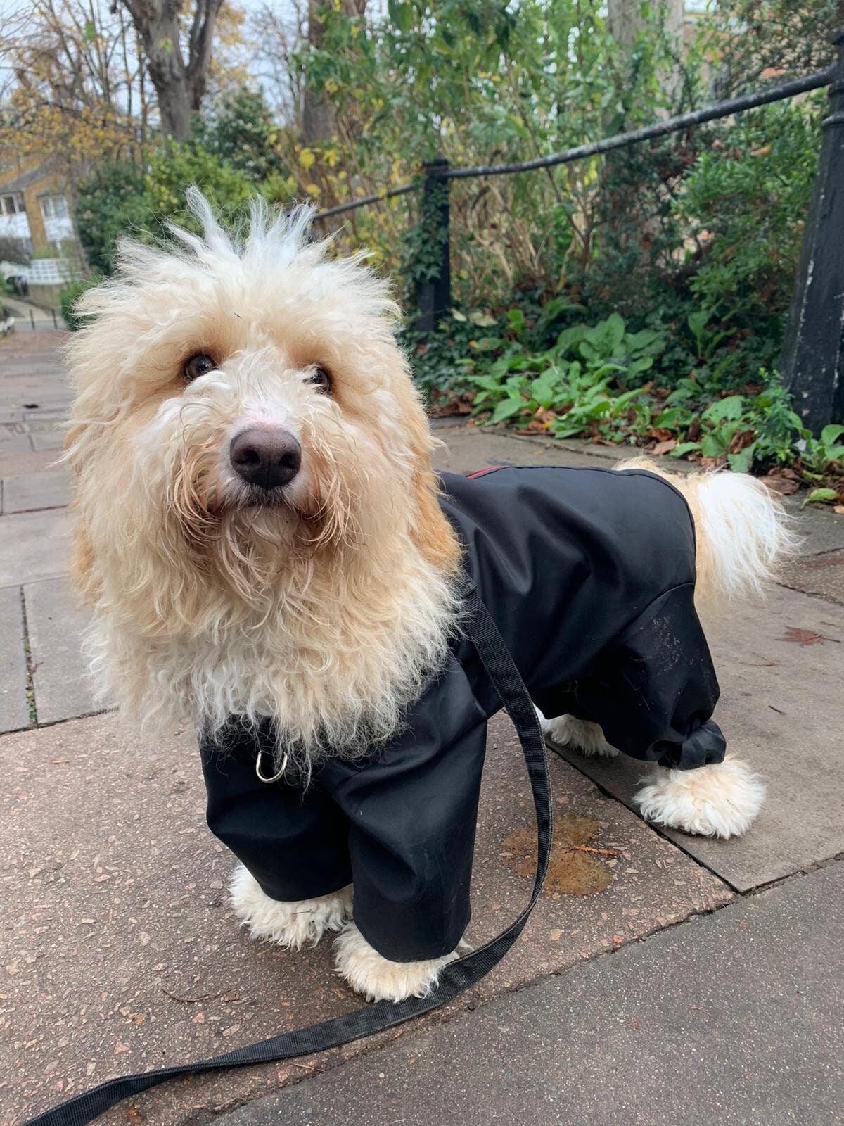 dog clothes with legs