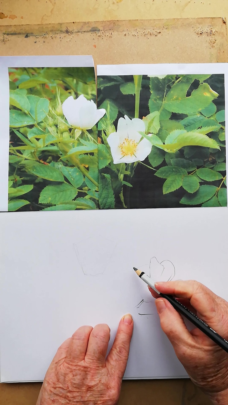 Learn to paint white Dog Roses in water colour by Claire Botterill with her video Tutorial