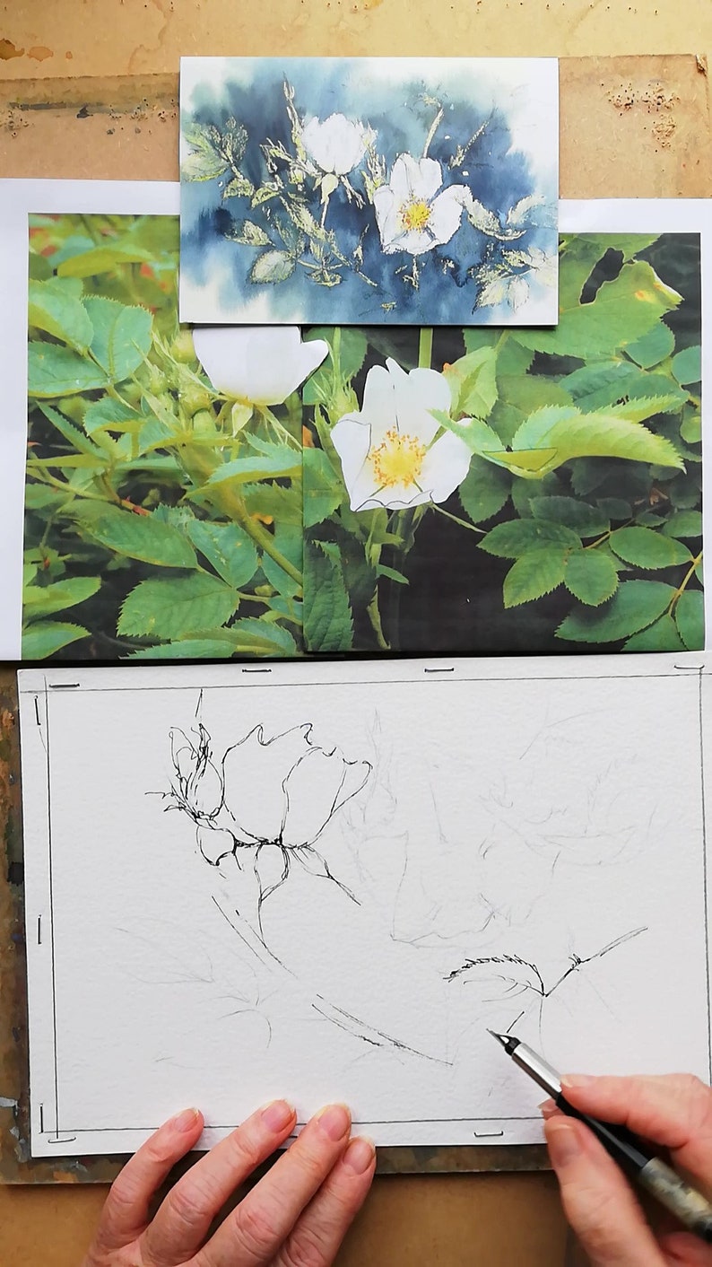 Learn to paint white Dog Roses in water colour by Claire Botterill with her video Tutorial
