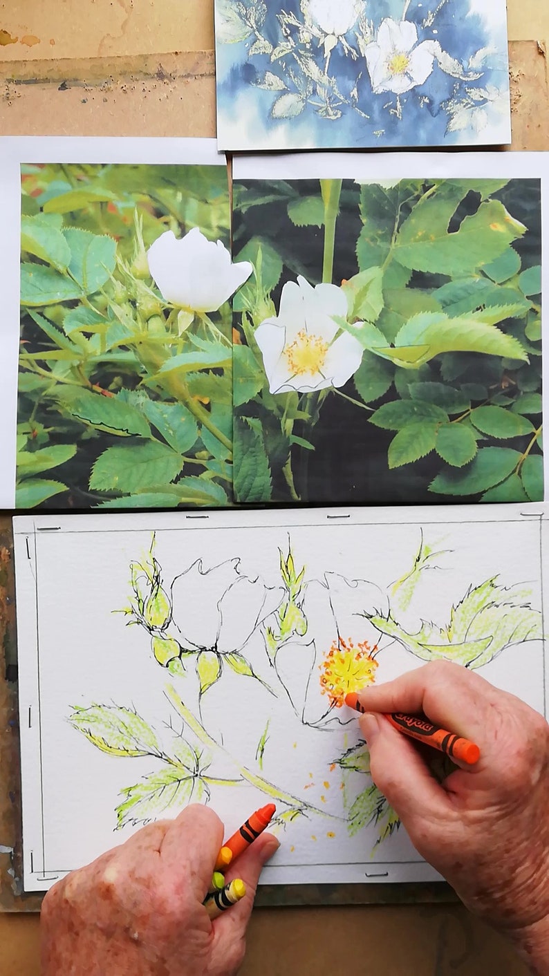 Learn to paint white Dog Roses in water colour by Claire Botterill with her video Tutorial
