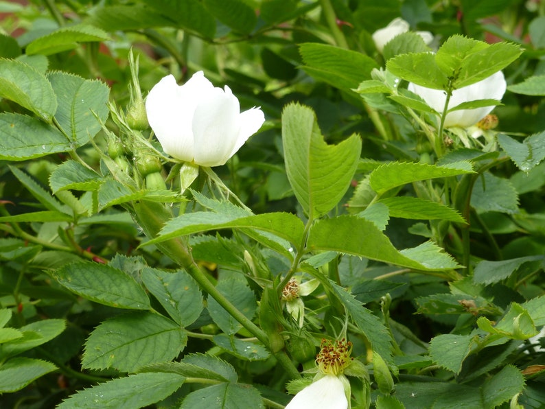 Learn to paint white Dog Roses in water colour by Claire Botterill with her video Tutorial