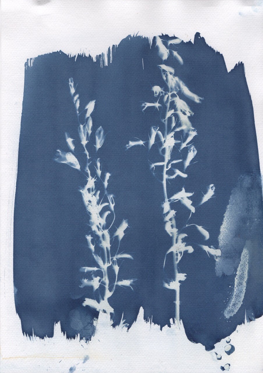 Cyanotype Fleurs Champêtres A4
