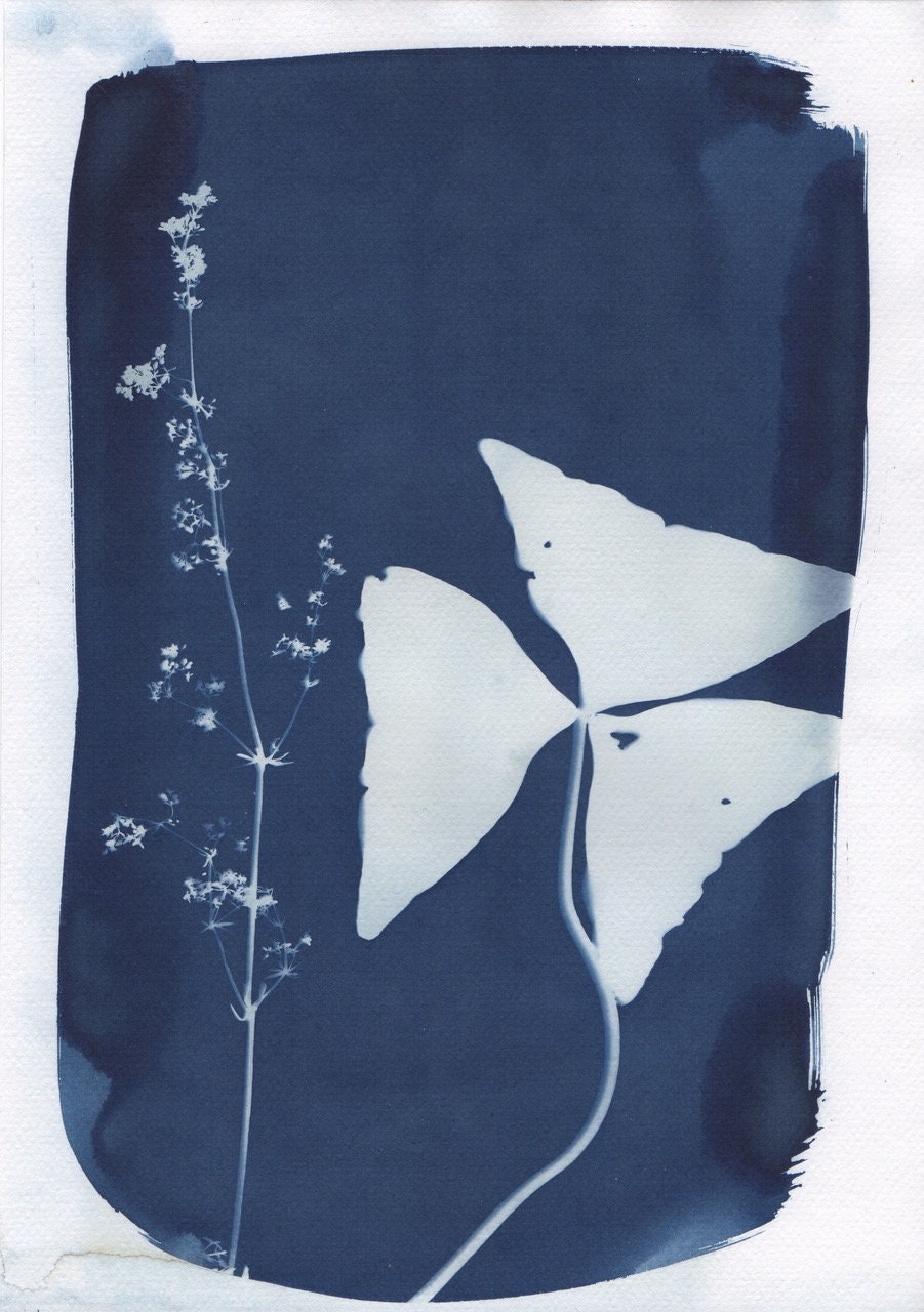 Cyanotype Oxalis et Fleur Champêtre