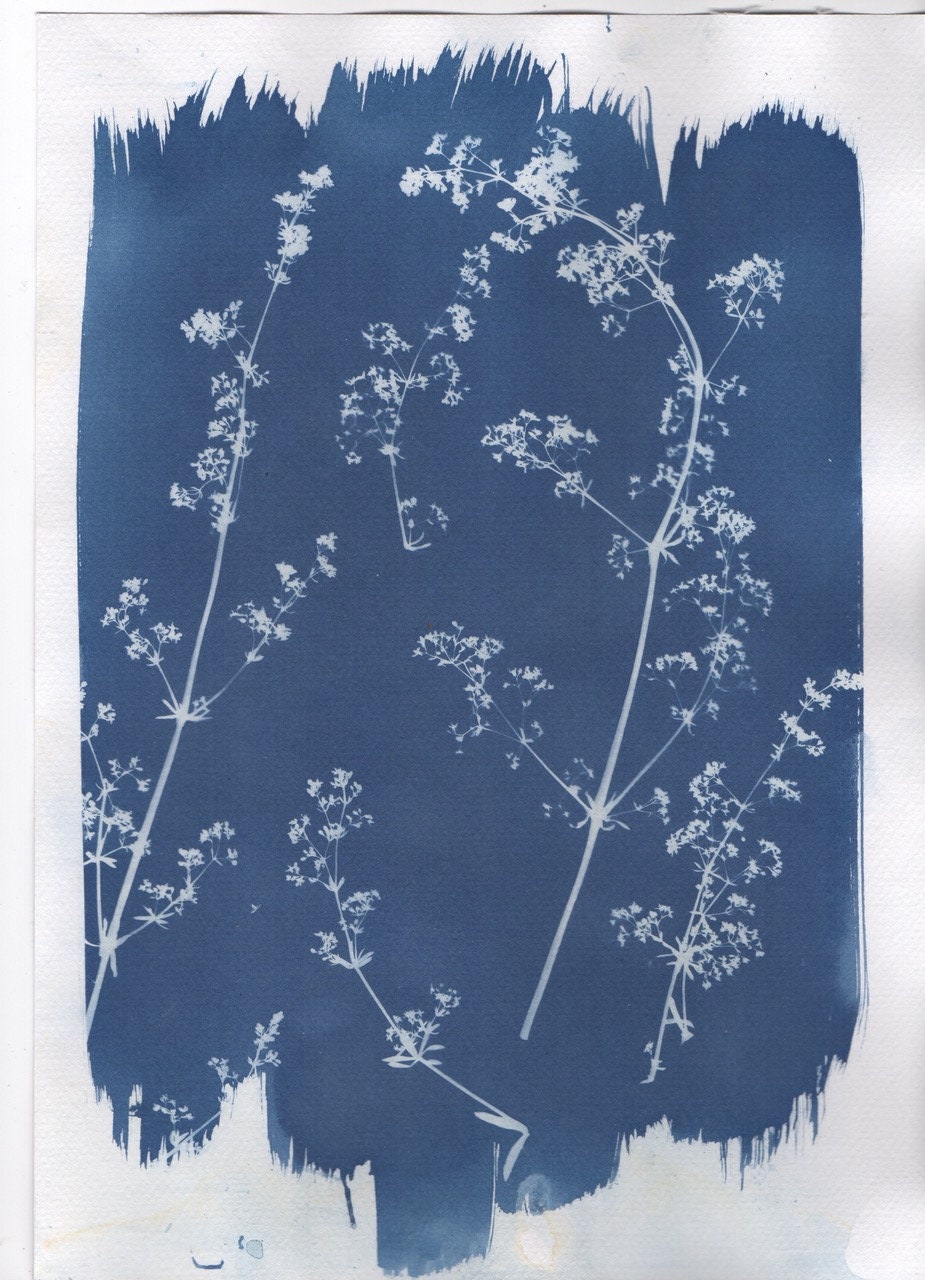 Cyanotype Fleurs A4