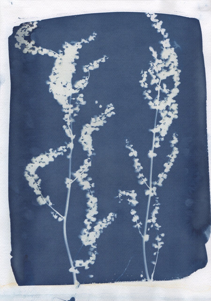 Cyanotype Fleurs Champêtres A4