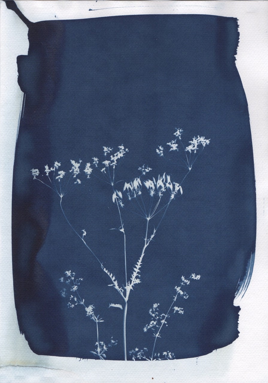 Cyanotype Fleurs Champêtres A4