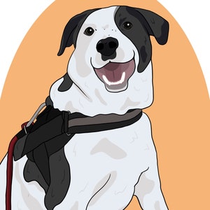 Puede incluir: Un perro blanco y negro con una expresi&oacute;n feliz que lleva un arn&eacute;s negro y una correa roja. El perro est&aacute; sentado sobre un fondo naranja claro.