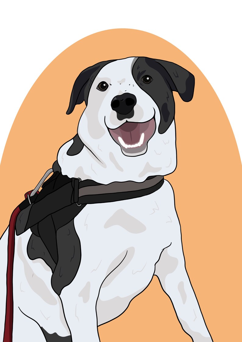 Puede incluir: Un perro blanco y negro con una expresi&oacute;n feliz que lleva un arn&eacute;s negro y una correa roja. El perro est&aacute; sentado sobre un fondo naranja claro.
