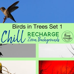 May include: A set of five digital zoom backgrounds featuring birds in trees. The backgrounds are titled "Chill Recharge Zoom Backgrounds" and feature a hummingbird, a yellow bird, and black birds against a blue sky, gray, white, and red backgrounds.