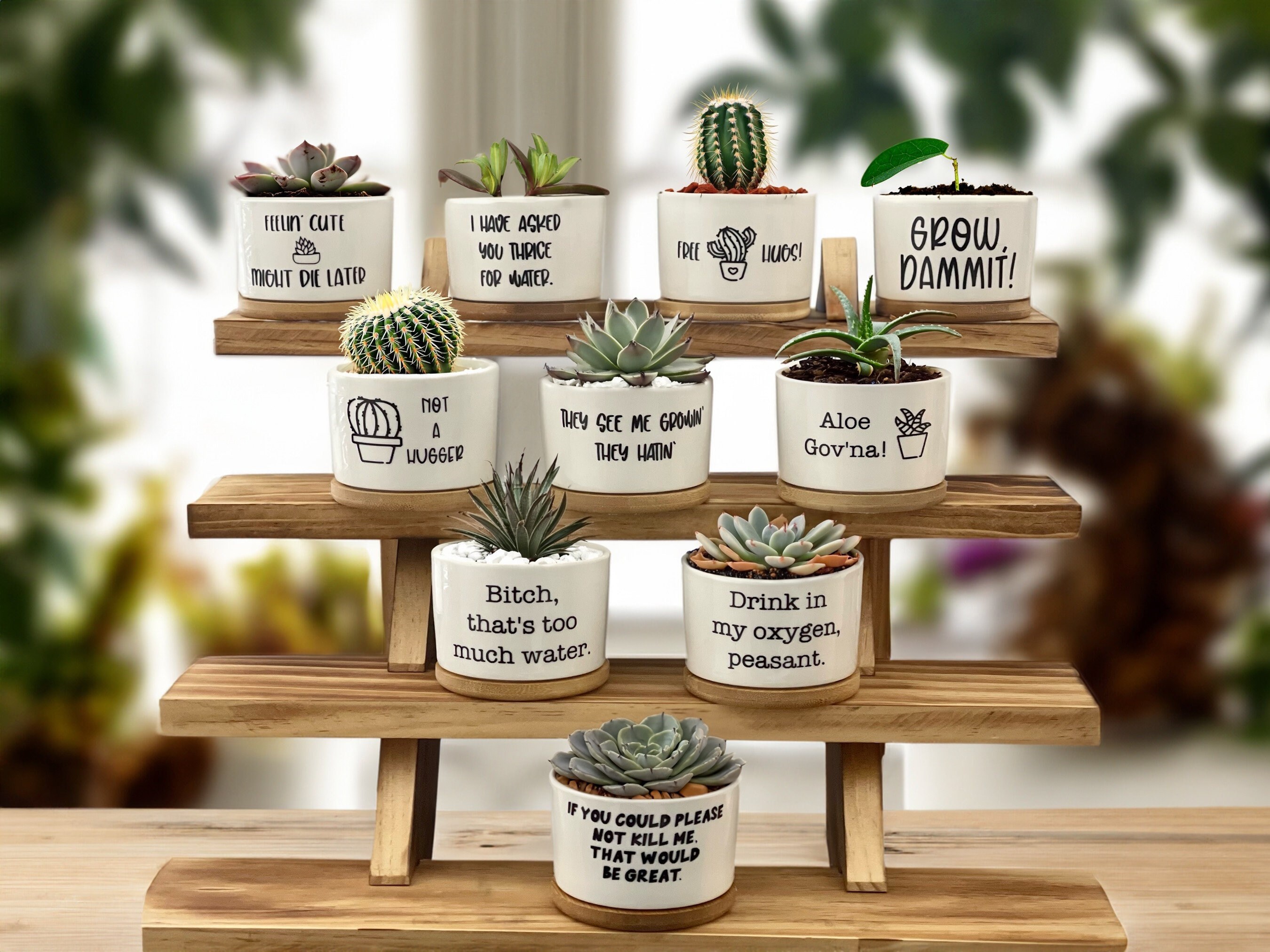 T4U Small Ceramic Succulent Pots with Drainage Set of 6, Mini Pots for  Plants, Tiny Flower Pots Cactus Faux Planters, Plant Gifts Succulent Gifts  for