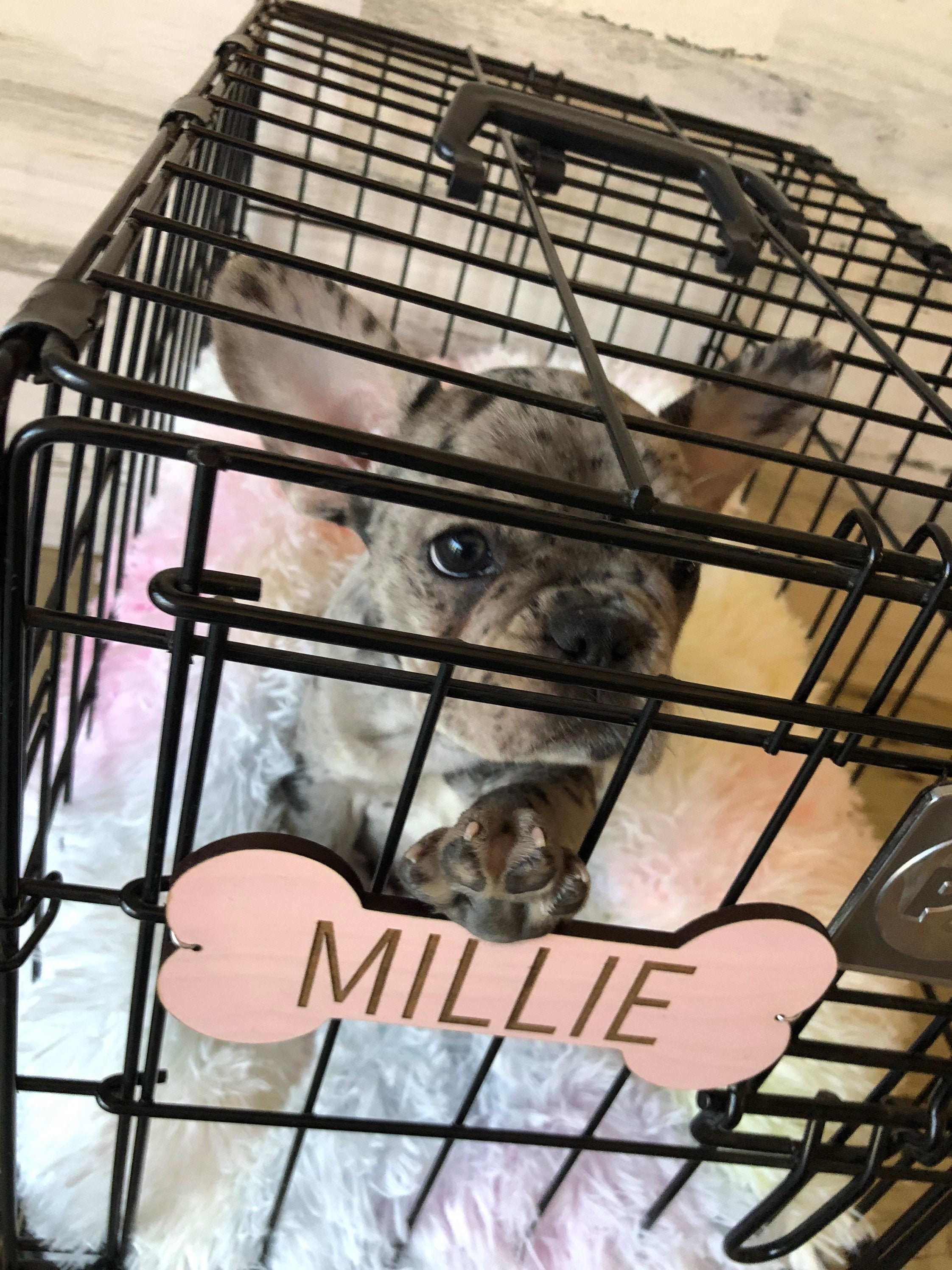 Kennel Name Tags Etsy