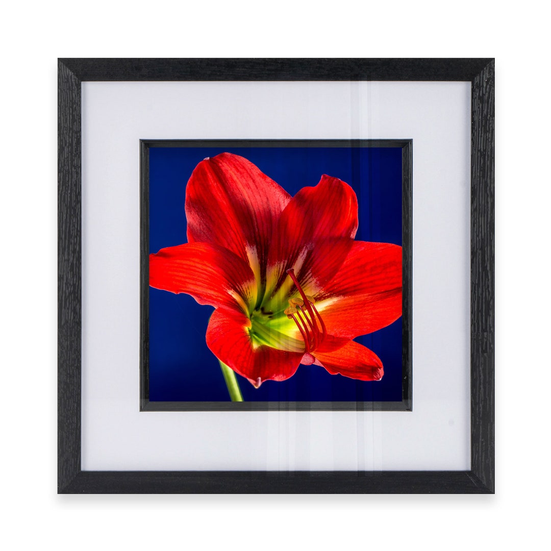 Colourful Flower Wall Art Print of a Floral, Red and Yellow Open Lily