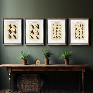 May include: Four framed prints of vintage fly fishing lures, each with a different assortment of colourful lures. The prints are hung on a green wall above a wooden table with two potted ferns.