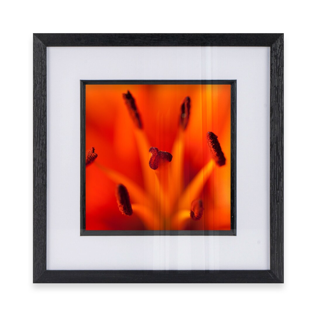 Colourful Flower Wall Art Print of a Floral, Colourful Bright