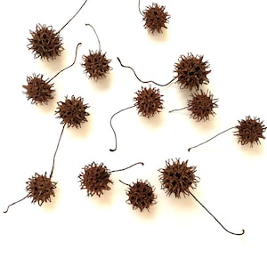 Sweet Gum Balls  Sweetgum Spiked Seed Pods | Burr | Protection Wedding | Bur  Incense Organic| Foraged | Rustic Decor Potpourri  Negativity