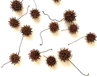Dried Sweet Gum Balls: Natural Spiked Seed Pods for Crafts