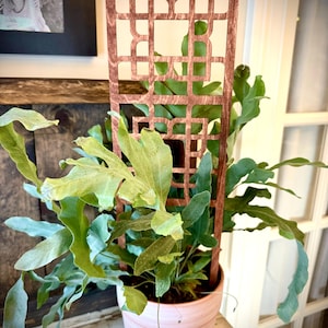 May include: A potted plant with large, green leaves and a decorative wooden trellis. The plant is in a light pink pot, sitting on a distressed white surface. A framed photo is in the background.