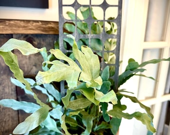 Giant 18” Indoor Ornate panel plant trellis (version B) available in multiple sizes and thicknesses