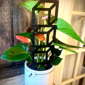 May include: A potted plant with green leaves and pink flowers growing through a black geometric cube-shaped plant support. The plant is in a white ceramic pot with a black trim and a white heart-shaped tag.