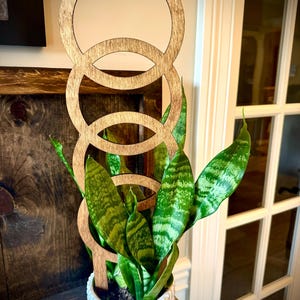 May include: A wooden plant trellis with a series of interlocking circles, placed in a white textured pot with a snake plant. The plant has green and yellow striped leaves. The trellis is made of light brown wood.