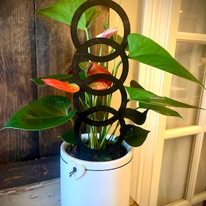 May include: A white ceramic planter with a black heart design, holding a green plant with pink and red flowers. A black metal ring-shaped plant support is attached to the plant.