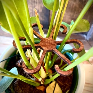 Puede incluir: Un soporte de planta de madera con forma de estrella de seis puntas. El soporte es de color marrón y se utiliza para sostener una planta con hojas verdes.