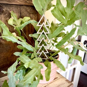 May include: A potted fern with large, green leaves and a decorative, silver-coloured geometric accent. The plant is in a light pink pot, sitting on a distressed wooden surface. The background includes a wooden door and a white door.
