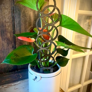 Puede incluir: Una planta en maceta con hojas verdes y flores rojas que crecen en un enrejado de anillos de madera negra. La planta está en una maceta de cerámica blanca con una franja negra y un corazón blanco.