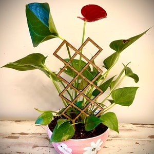 Indoor boho plant trellis-diamond shapes available in 12 finishes and 3 sizes