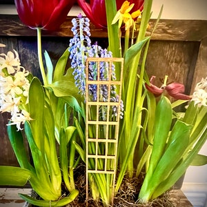 May include: A wooden trellis with a grid pattern is placed in a planter with a variety of flowers, including red tulips, white hyacinths, and blue grape hyacinths.