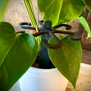 Puede incluir: Una planta verde de hojas con un brote rojo creciendo en una maceta blanca. La planta está sostenida por una estaca de metal negra con múltiples brazos.