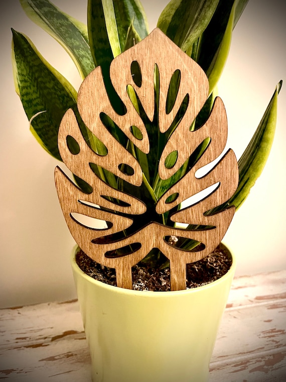 peace lily plant spathiphyllum Spathiphyllum (Peace Lily)